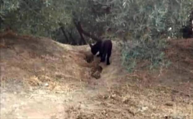 La pantera que causa la alarma en Granada podría ser un gato doméstico
