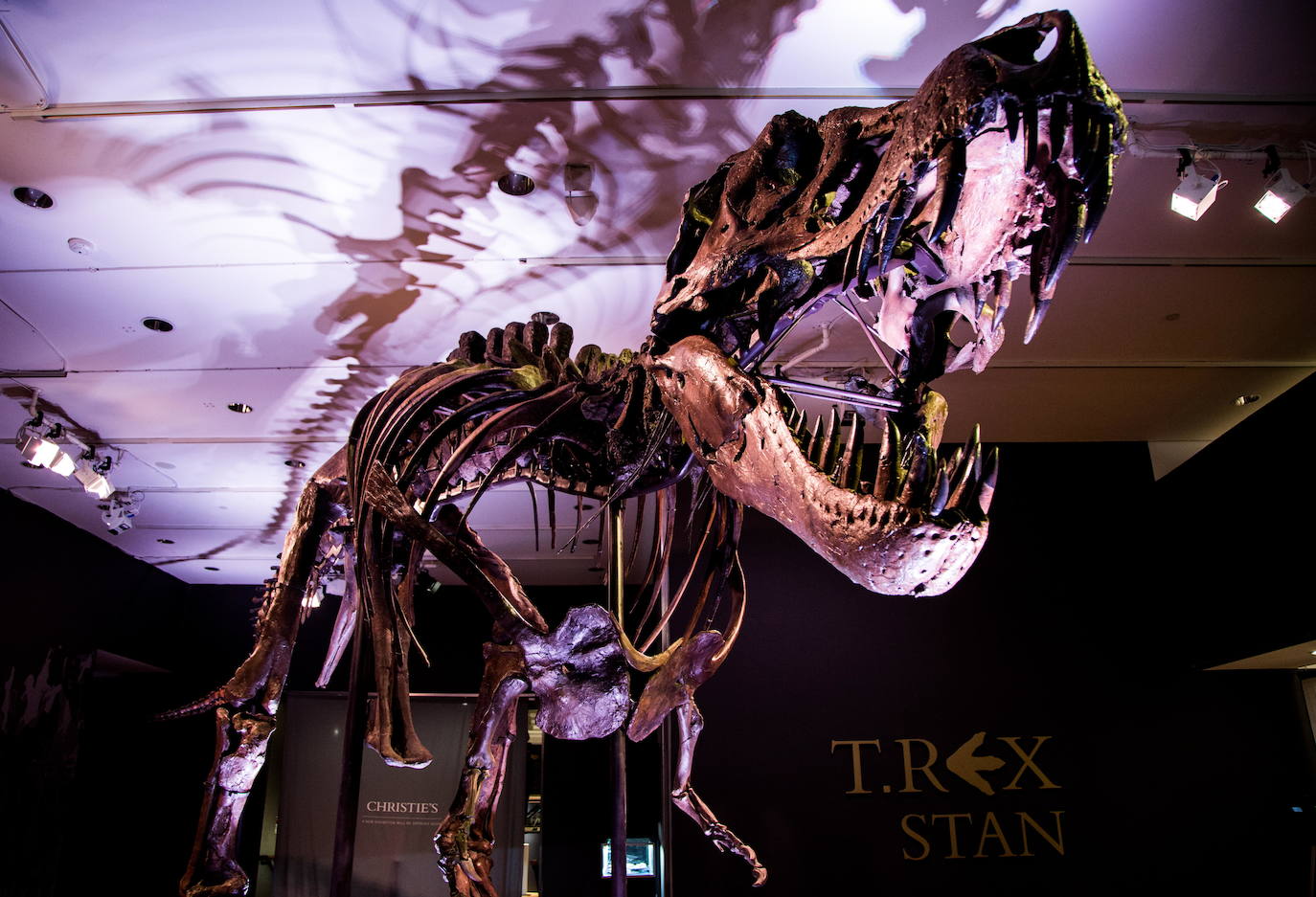 Uno de los especímenes de T-Rex más completos del mundo será subastado por Christie's