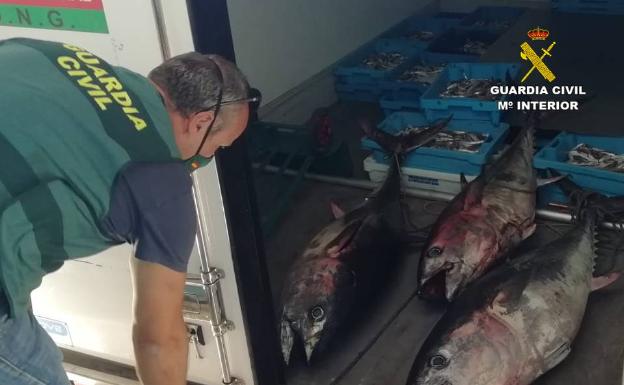 La Guardia Civil interviene 330 kg de pescado ilegal en Altea y Villajoyosa
