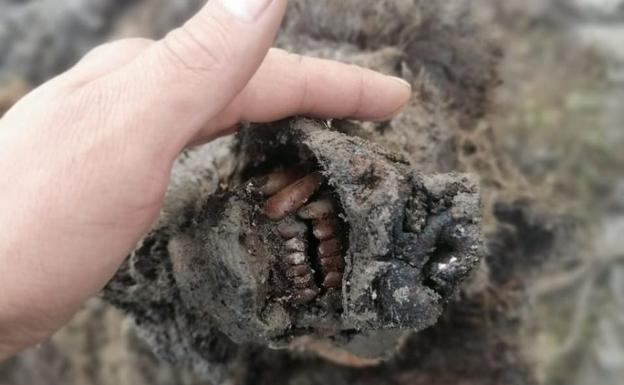 Hallazgo único en Siberia: el cadáver completo de un oso de las cavernas que vivió hace más de 22.000 años