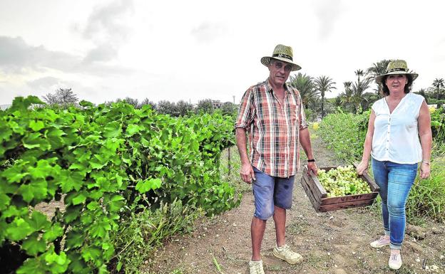 El manjar dorado de Alejandría