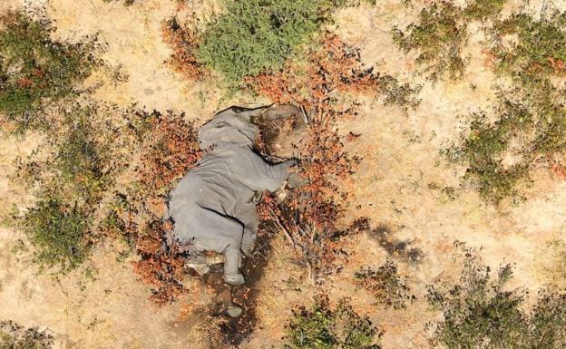 Resuelto el misterio de la muerte de centenares de elefantes en Botsuana