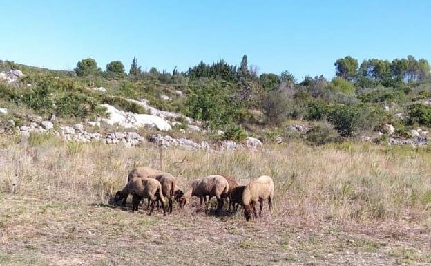 Un rebaño de ovejas hace cortafuegos y evita incendios en la zona forestal de Pego