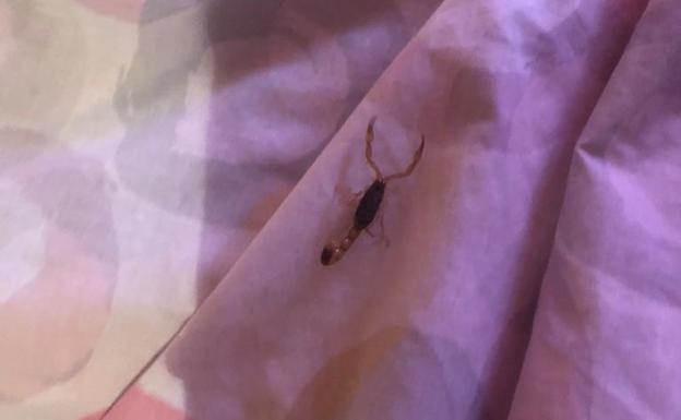 Una joven de Algemesí sufre una picadura de escorpión al abrir un bolso comprado por internet