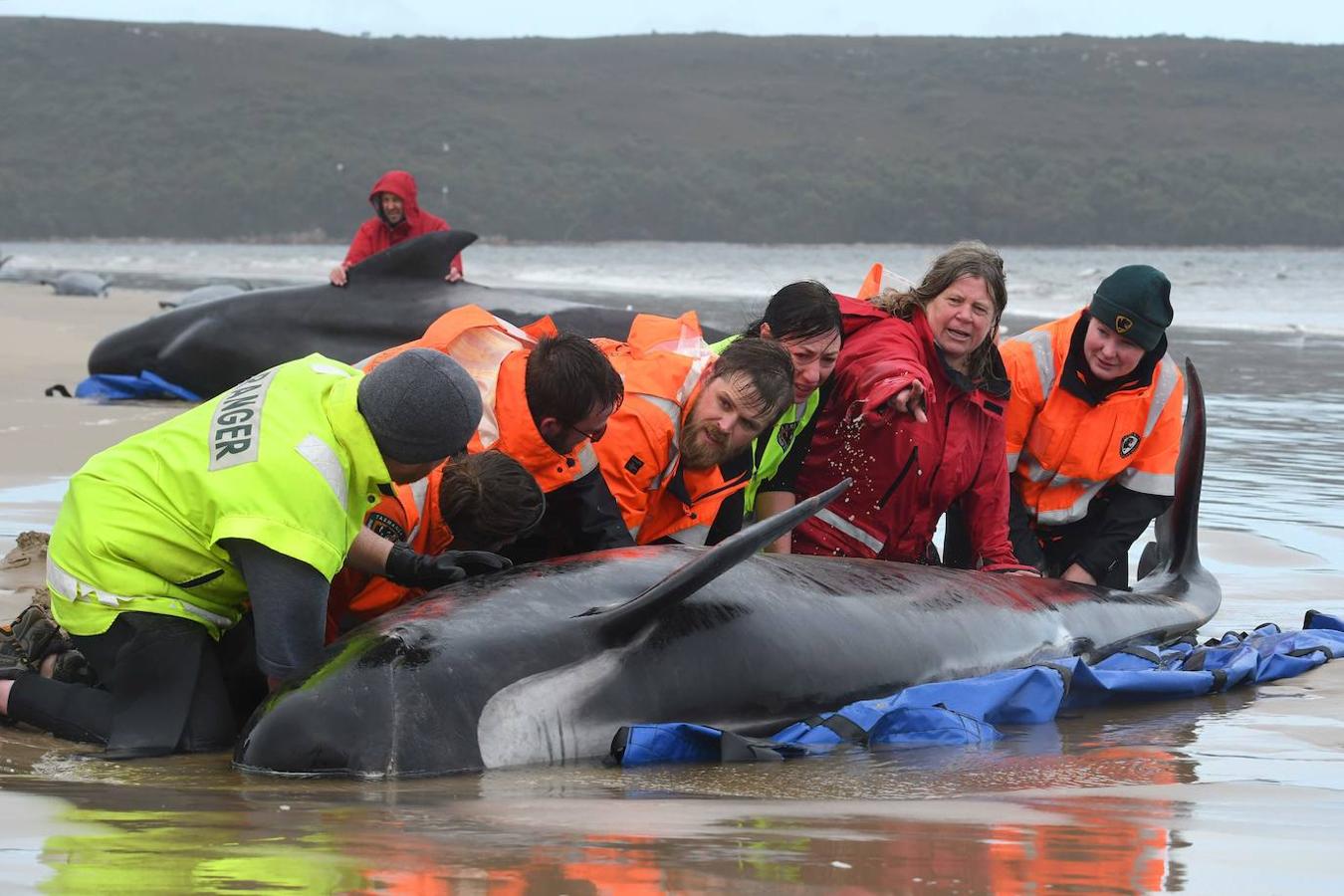 380 ballenas aparecen muertas en la costa de Tasmania