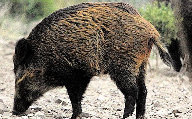 La detección de la peste africana en jabalíes «enciende todas las alarmas» de los ganaderos valencianos