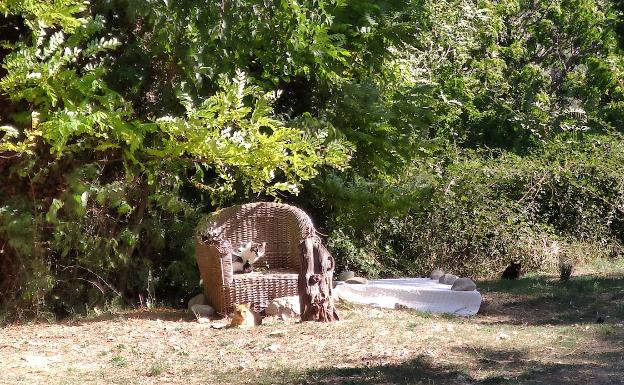 Un pueblo asediado por los felinos