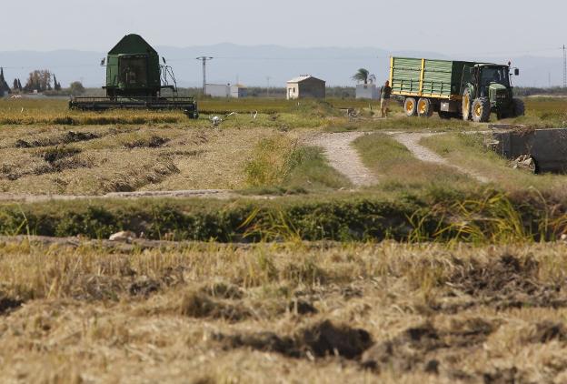 El desborde de acequias en la Albufera impide plantar en decenas de hectáreas