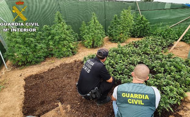 La Guardia Civil detiene a dos personas por tener 300 plantas de cannabis en Turís