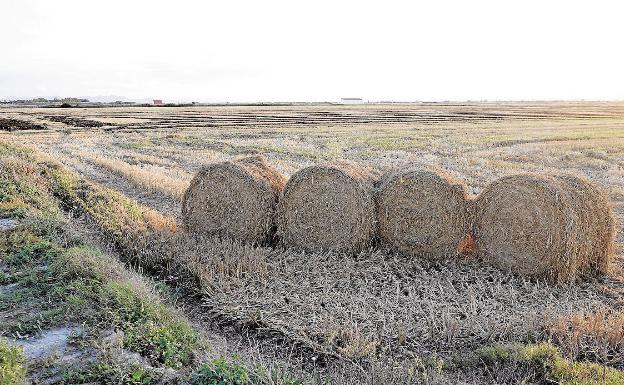 La quema de la paja del arroz llega sin contratar una empresa para su retirada