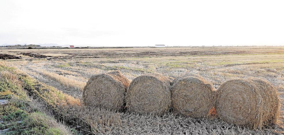 La quema de la paja del arroz llega sin contratar una empresa para su retirada