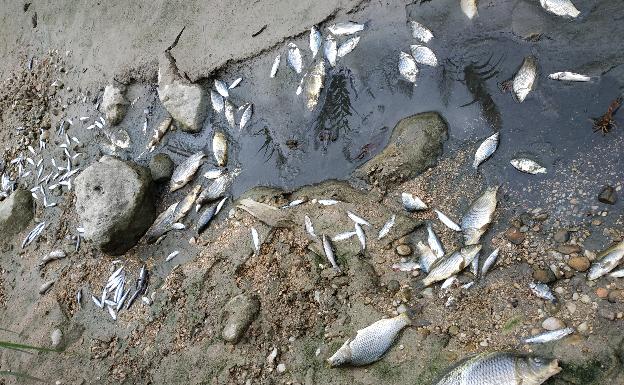 Decenas de peces mueren en el río Serpis por falta de agua