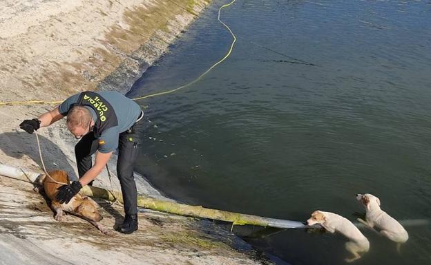 Rescatan a cuatro perros que se ahogaban en una balsa de Villalonga