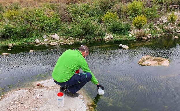 La muerte de peces en el Canyoles desvela ahora que la DANA inutilizó una tubería en Moixent