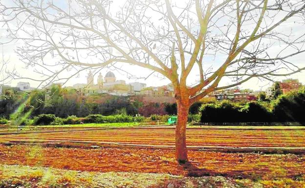 Riba-roja pone en valor su huerta