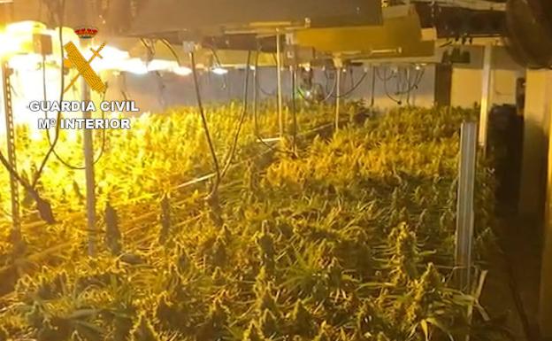 Descubren 1.400 plantas de marihuana en un antiguo hotel de Muchamiel