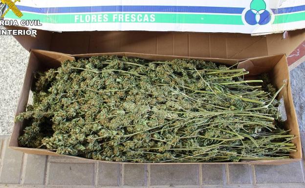 Interceptan un envío de 100 kilos de marihuana entre Alicante a Lleida