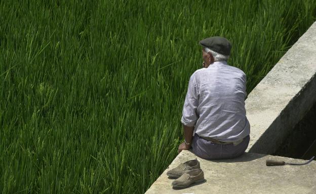 Los agricultores piden que se esclarezca la quema incontrolada de paja de arroz en Cullera