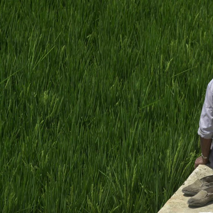 Los agricultores piden que se esclarezca la quema incontrolada de paja de arroz en Cullera