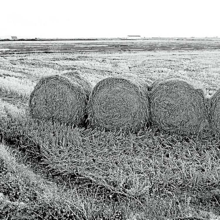 A vueltas con la paja del arroz