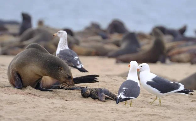 El misterio de la muerte de miles de focas en Namibia