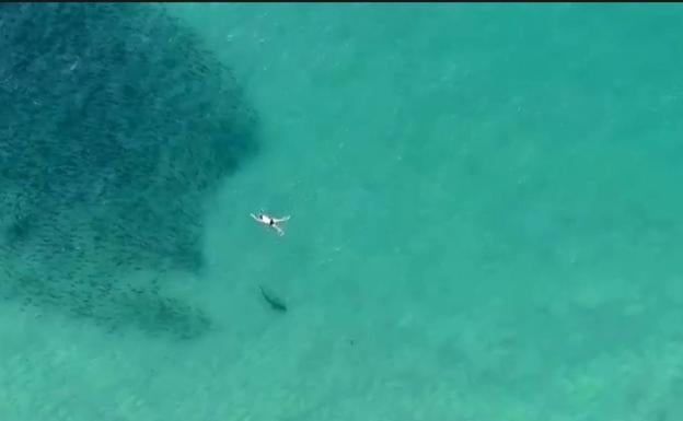 Un grupo de bañistas nada sin saberlo entre tiburones en Australia