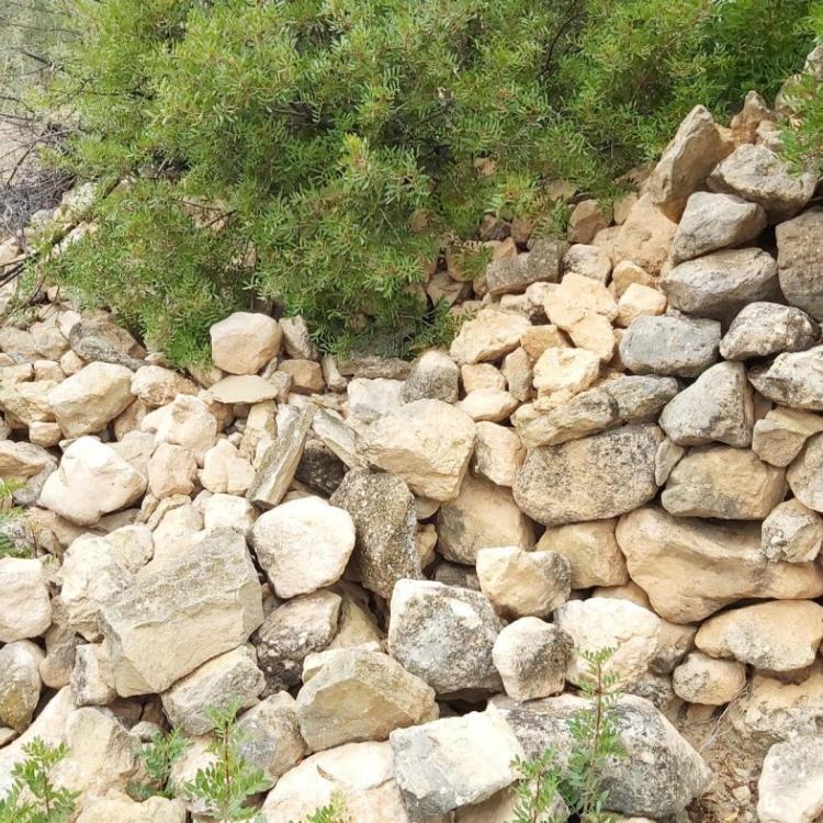 Las cabras destrozan los bancales alrededor de la Muela de Cortes