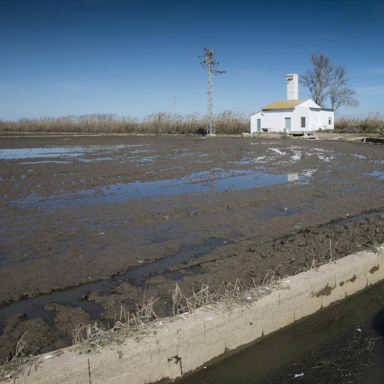 El Consell inicia la renovación del plan rector de la Albufera suspendido desde 2012