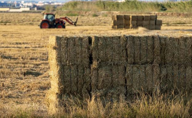 Catarroja recicla cerca de 450 toneladas de paja del arroz para evitar que se pudra en los campos