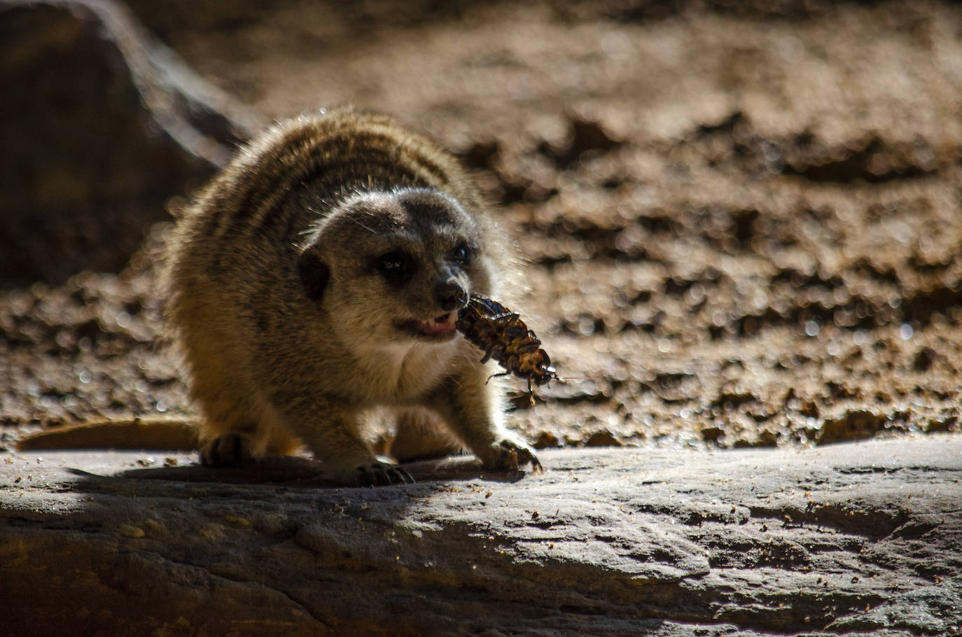 Los animales del Bioparc celebran Halloween
