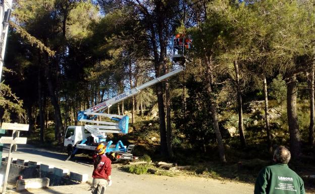 Retiran pinos de Les Foies que iban a caer sobre el camino en Simat