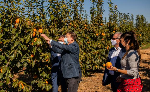 La producción del caqui en la Ribera cae un 35% por las plagas y las lluvias de primavera