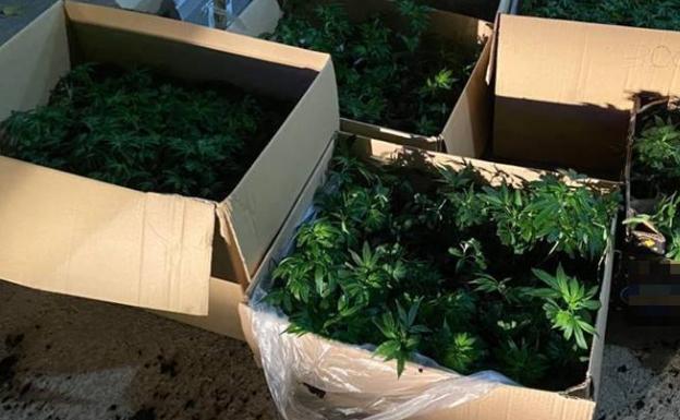 La Guardia Civil sorprende a dos hombres con 900 esquejes de marihuana en el maletero