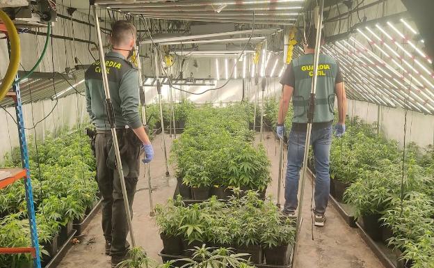 Dos detenidos por el cultivo de marihuana en una nave industrial de Beniparrell