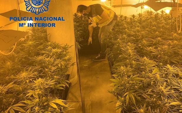Desmantelan en Torrent dos sofisticados laboratorios de marihuana con más de 1.000 plantas