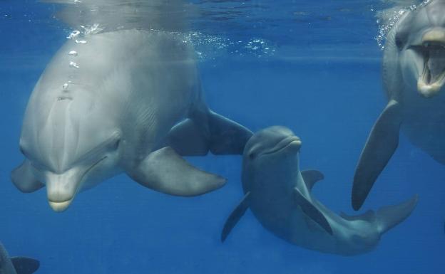 Kai, el delfín del Oceanogràfic nacido en el confinamiento