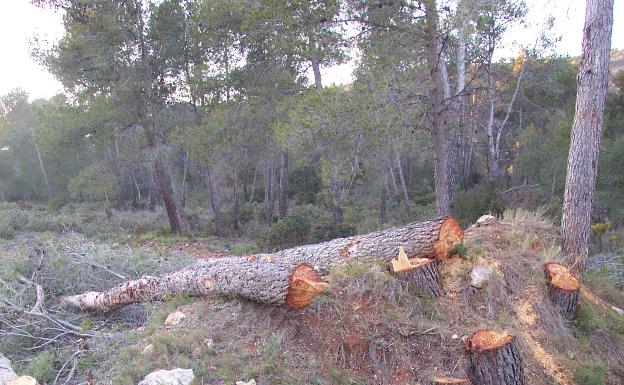 La tala de 15.000 toneladas de pinos en la sierra levanta polémica en Enguera