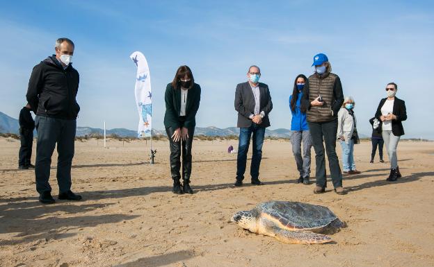 Sueltan en Gandia una tortuga de 35 kilos que apareció herida en Elx