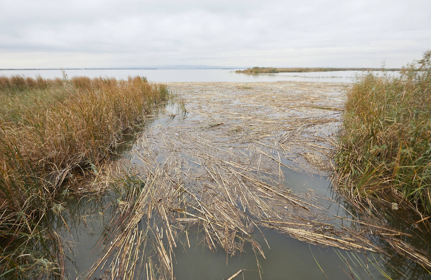 Toneladas de cañas y paja atascan la Albufera y rompen las redes de pesca