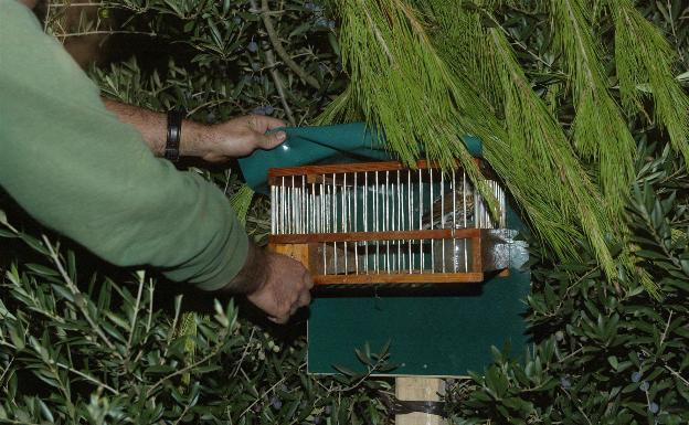 Investigan a un hombre por captura ilegal de aves con el método de 'la liga' en Benigànim