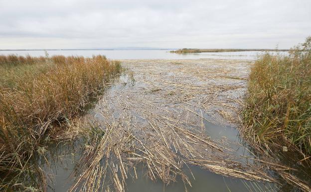 Toneladas de cañas y paja atascan la Albufera y rompen las redes de pesca