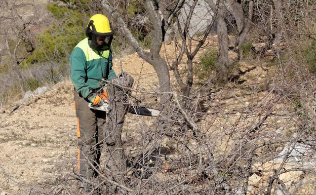 Agricultura informa de nuevas detecciones de Xylella en la Comunitat