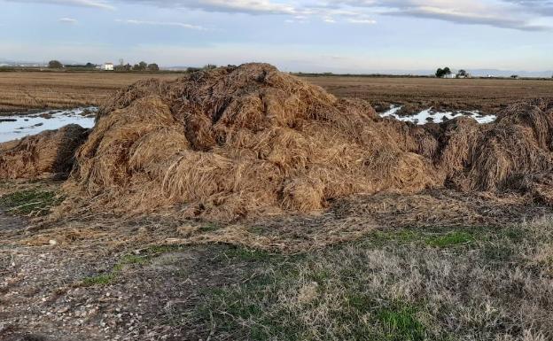 Los agricultores advierten de daños en la Albufera por restringir la quema de la paja del arroz