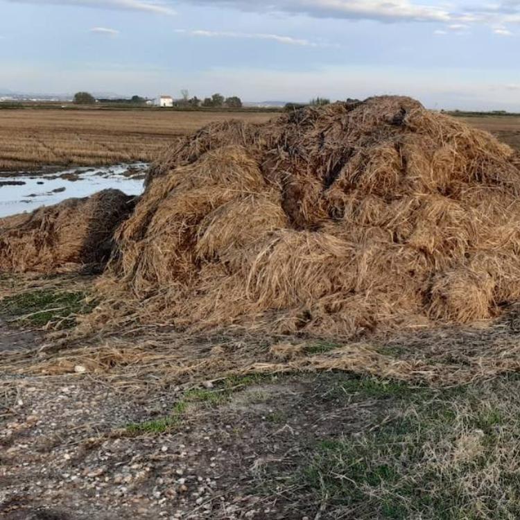 Los agricultores advierten de daños en la Albufera por restringir la quema de la paja del arroz