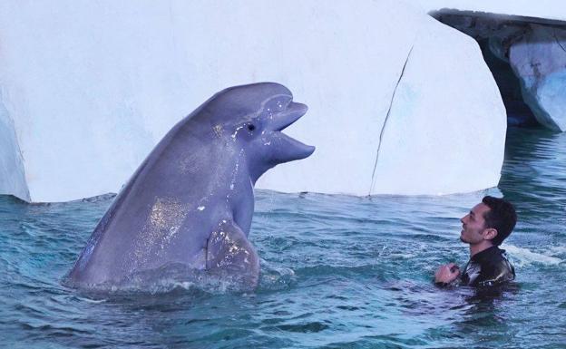 La beluga Kylu del Oceanogràfic cumple cuatro años