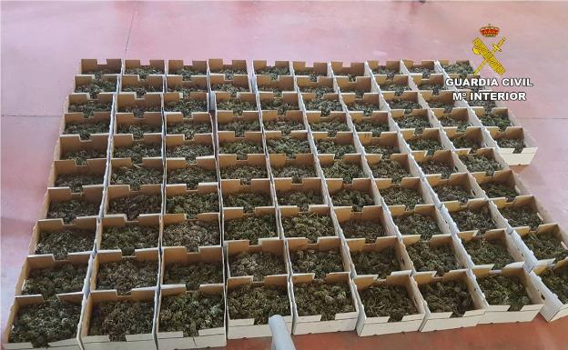 Intervienen media tonelada de marihuana a una empresa de San Vicente que fingía vender cáñamo