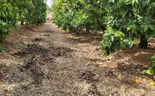 Cazan jabalíes en huertos de Oliva para frenar los daños que causan en terrenos de cultivo