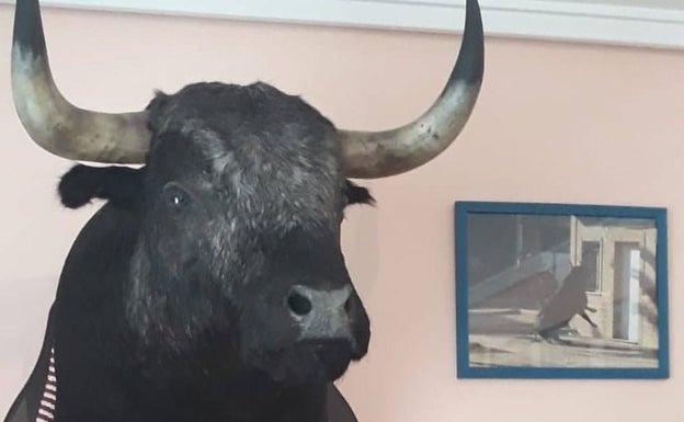Se busca cabeza de toro en Massamagrell