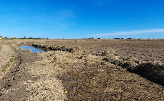 La paja del arroz contamina la Albufera