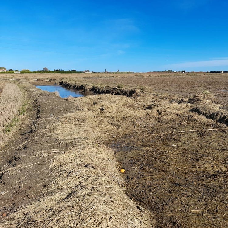 La paja del arroz contamina la Albufera
